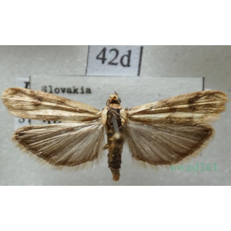 Homoeosoma sinuella (Fabricius, 1794) Slovakia42d